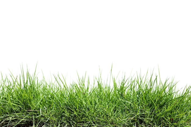 Herbe isolée sur fond blanc