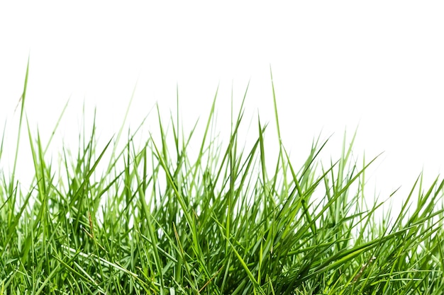 Herbe isolée sur fond blanc