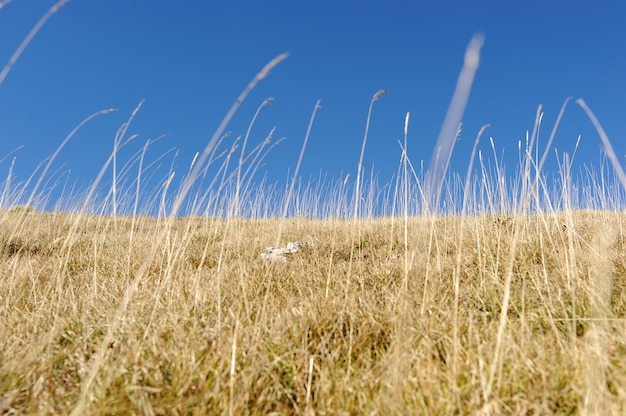 Herbe jaune au sommet de la montagne, fond landskape