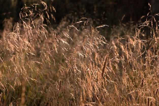 Herbe jaune sèche dans le champ