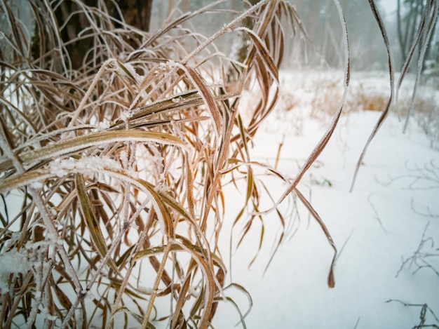 Herbe jaune sèche sous la neige soft focus close up