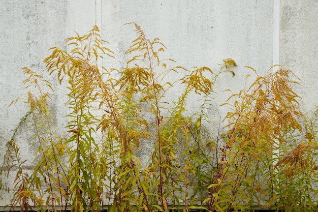 Photo herbe jaune tiges sur le mur de béton