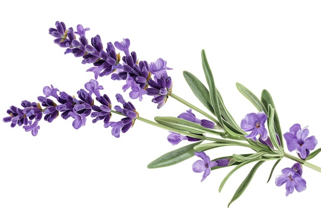 Photo herbe de lavande fleur violette isolée sur fond blanc