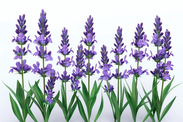 Herbe de lavande violette isolée sur fond blanc