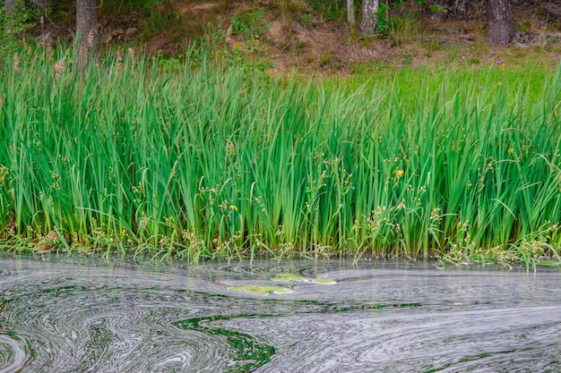 Herbe des marais. Végétation près du réservoir. Arrière-plan avec espace libre. Mousse blanche sur l'eau.