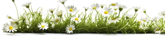 Herbe avec marguerites blanches isolé sur fond blanc