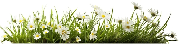 Herbe avec marguerites blanches isolé sur fond blanc