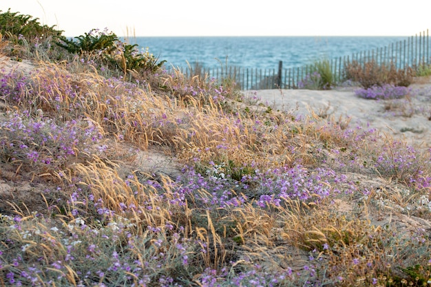 Herbe de marram européenne