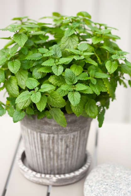 Herbe de mélisse (melissa) en pot de fleurs sur balcon