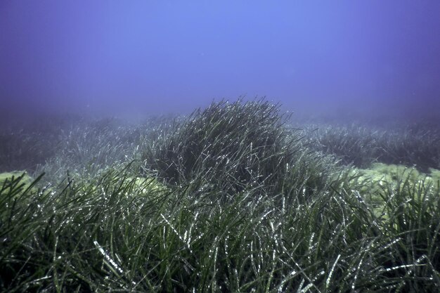 L'herbe de mer sous l'eau