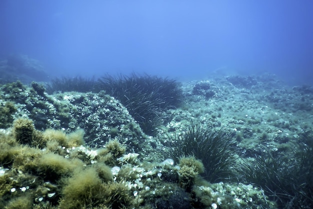 L'herbe de mer sous l'eau