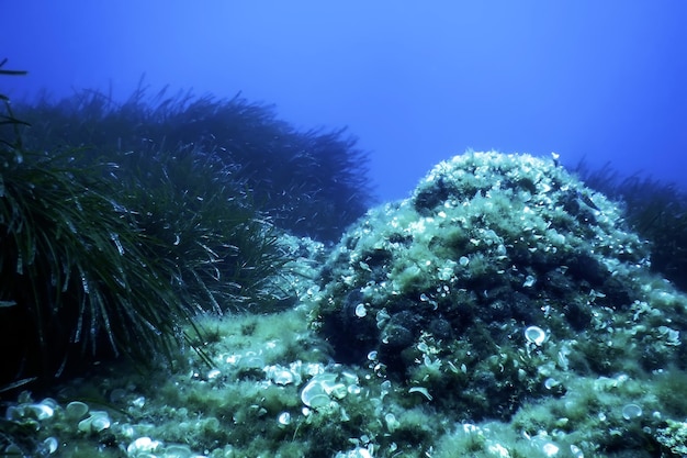 Photo l'herbe de mer sous l'eau