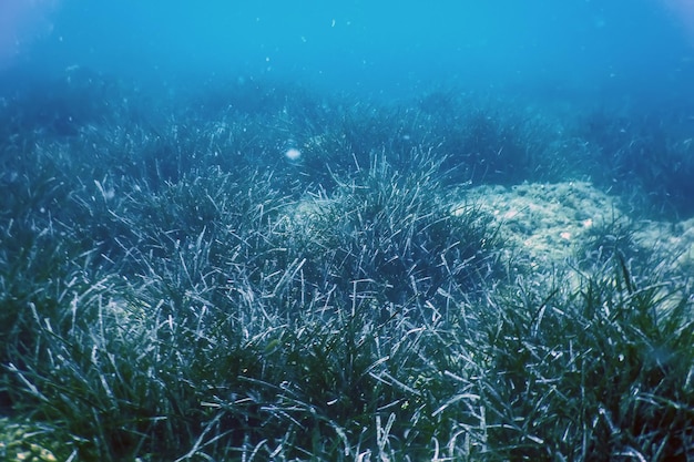 L'herbe de mer sous-marine est verte