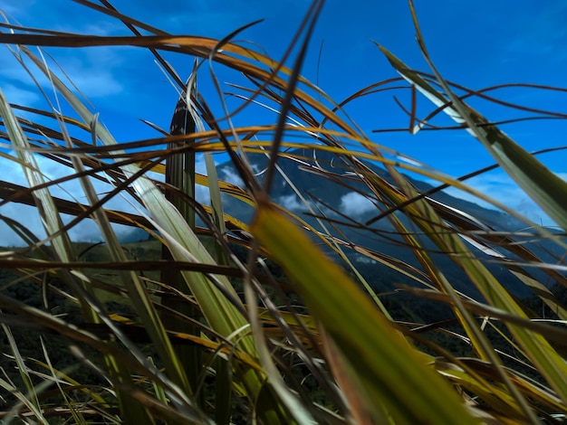 L'herbe des montagnes