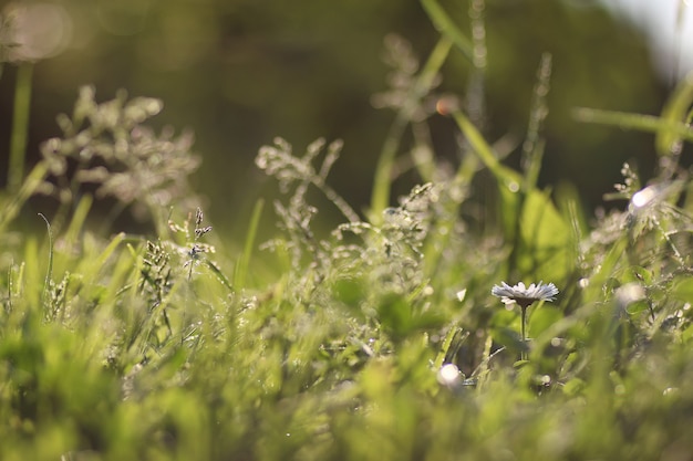 herbe nature macro