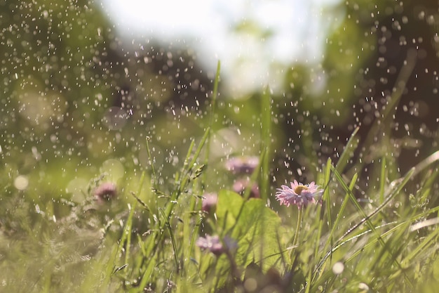 herbe nature macro