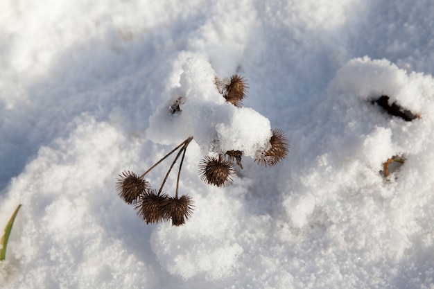 Herbe et neige en hiver, neige tombée lors d'une chute de neige et herbe sèche, chute de neige en hiver et neige et herbe froides et blanches