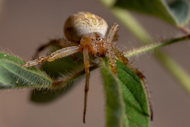 Herbe Neoscona Araignée de l'espèce Neoscona moreli