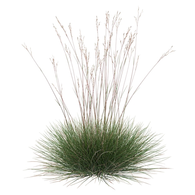 Herbe ornementale