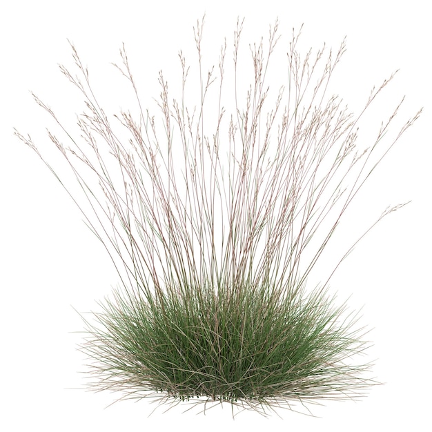 Herbe ornementale
