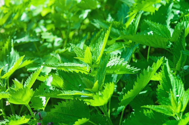 Herbe d'ortie verte qui pousse dans le fond de la nature