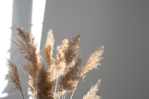 Herbe de la pampa aux couleurs neutres Plume de roseau Tige de pampa séchée Fleur décorative en plumes