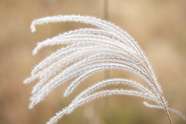 Herbe de la pampa dans l'aménagement paysager Déclaration de tendance naturelle faisant pousser des fleurs