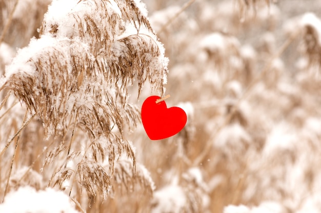 herbe de la pampa dans la neige avec coeur rouge pour le fond de la saint-valentin