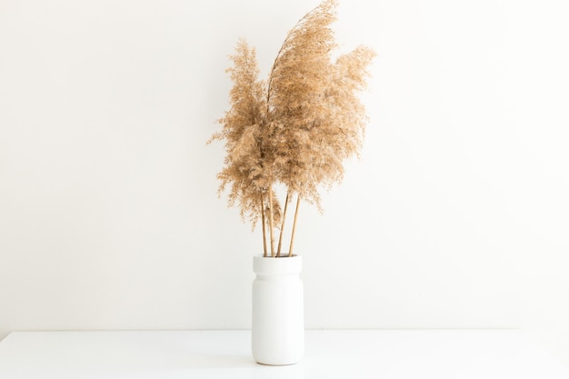 Herbe de la pampa dans un vase près du mur blanc