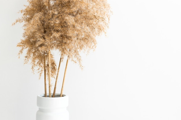 Herbe de la pampa dans un vase près du mur blanc