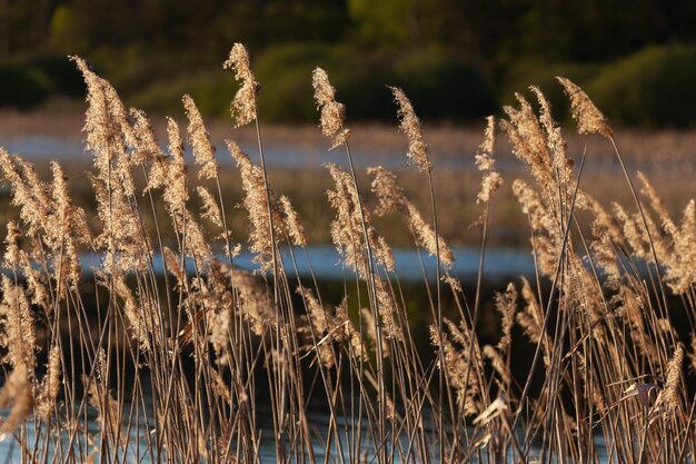 Herbe de pampa sur le lac ou la rivière