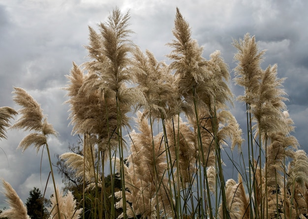 Herbe de la pampa en pleine floraison