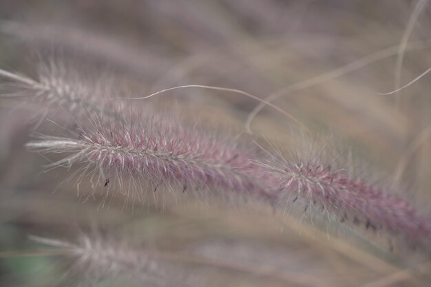 Herbe de la pampa Reed Abstract natural background