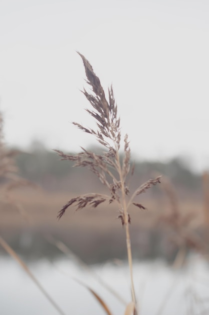 Herbe de la pampa Reed Abstract natural background