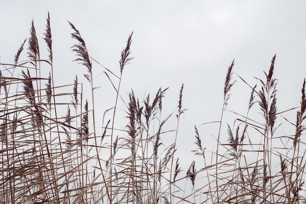 Herbe de la pampa Reed Abstract natural background