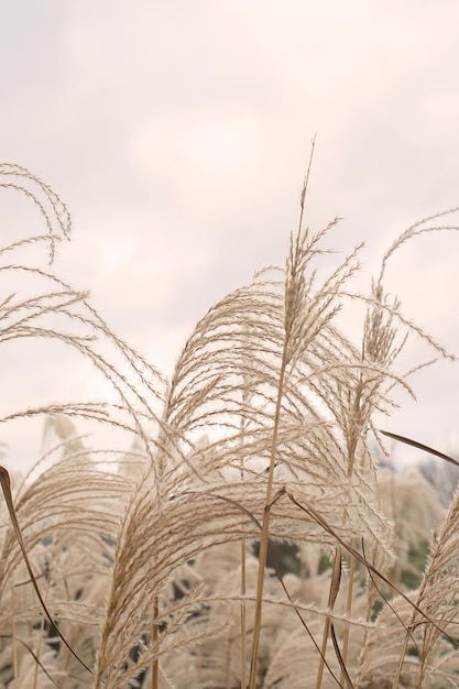 Herbe de la pampa Reed Abstract natural background