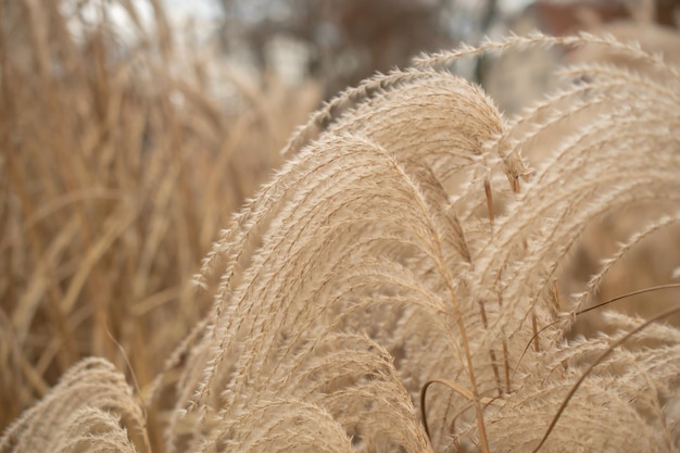 Herbe de la pampa Reed Abstract natural background