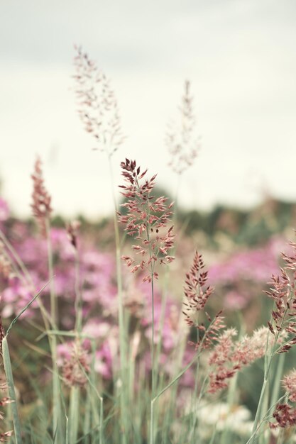 Herbe de la pampa Reed Abstract natural background