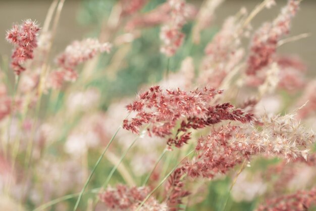 Herbe de la pampa Reed Abstract natural background