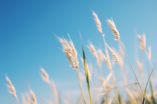 Herbe de la pampa se balançant sur le fond bleu