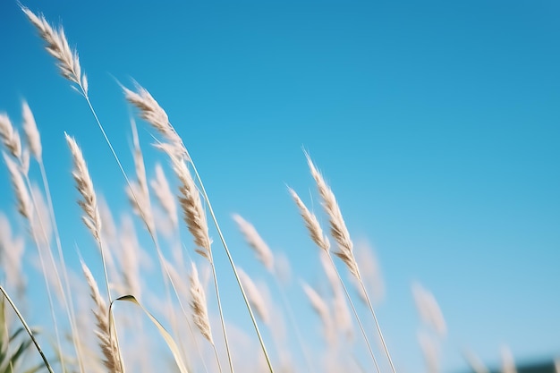 Herbe de la pampa se balançant sur le fond bleu