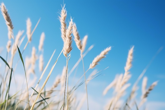 Herbe de la pampa se balançant sur le fond bleu