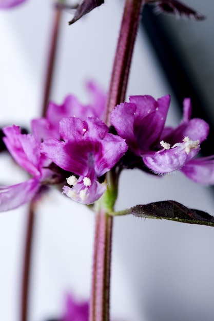 Herbe parfumée basilic herbe fleurs violettes dans la macrophotographie close-up de jardin