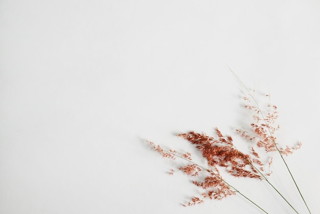 une herbe pastel dans le blanc