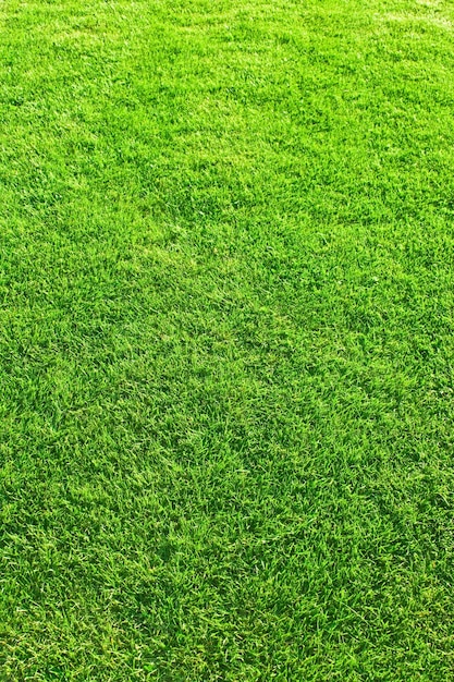 Herbe sur la pelouse de l'arrière-cour maison et concept de jardinage