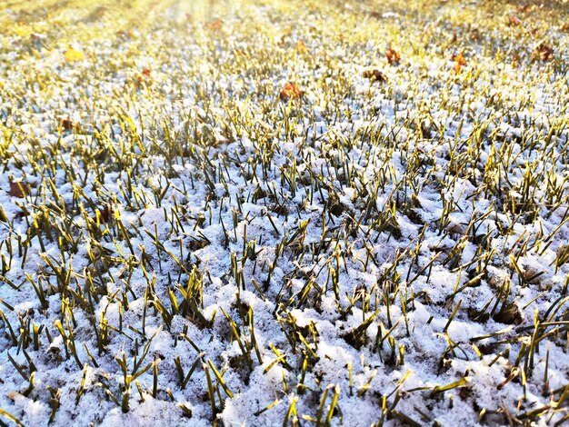 Herbe sur la pelouse et premier gros plan de neige fraîche dans les rayons du soleil à l'automne fond naturel espace de copie