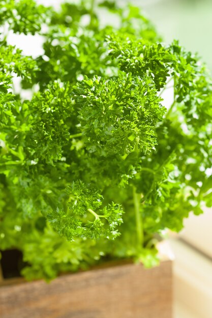 Herbe de persil frais dans un pot en bois sur la fenêtre