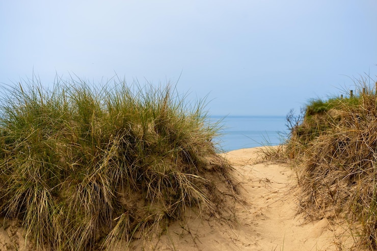 Photo l'herbe sur la plage contre un ciel clair