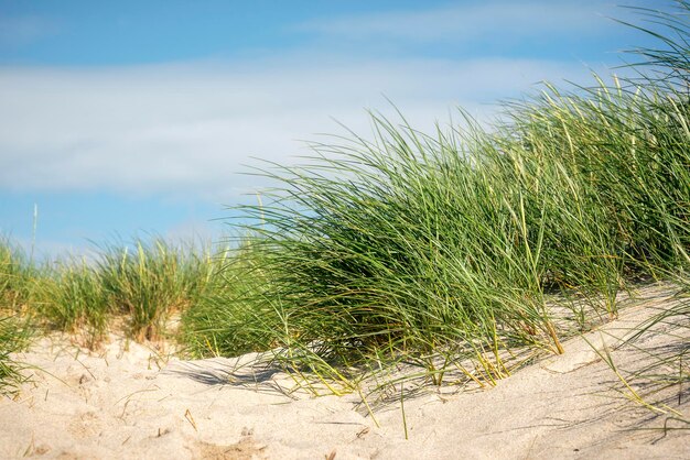 Herbe de plage européenne dans la dune de sable sur l'île de Sylt