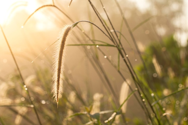 Herbe ou plante sauvage avec la lumière du soleil du matin